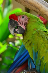 Green Parrot
