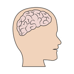 human brain medical schematic anatomy vector illustration