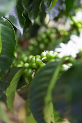 Fototapeta na wymiar Green coffee beans on branch