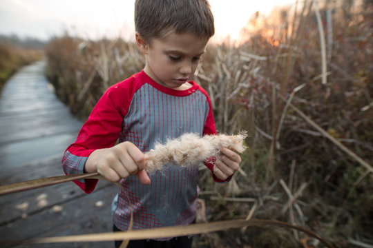 Young boy on boardwalk, examining fluffy reed