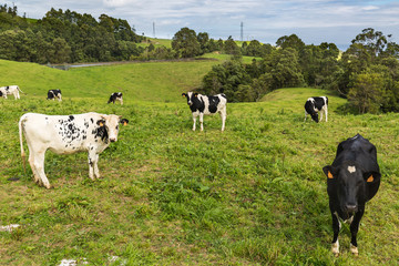 Still green pastures on the island of Sao Miguel.