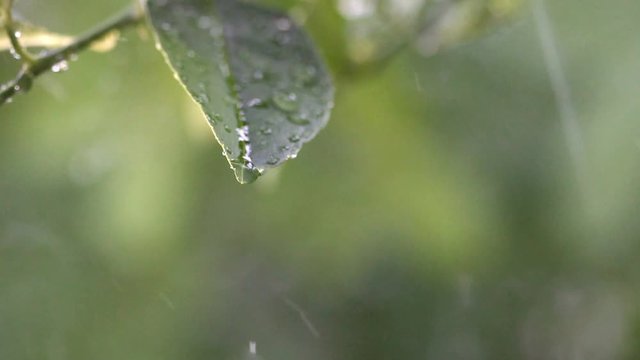 Close up green leaf with drop of rain water with green background, Slow motion.
