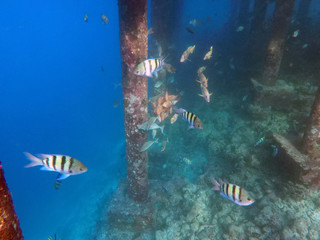 Fototapeta premium Underwater Life Maldives