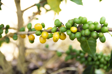 Green coffee beans on branch