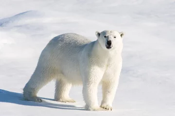 Crédence de cuisine en verre imprimé Ours polaire Ours polaire sur la banquise