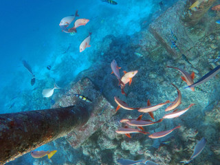 Underwater Life Maldives