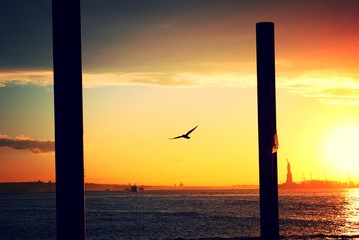 New York City Harbor - Seagull