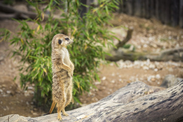Naklejka na ściany i meble a meerkat is watching