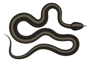 Obraz premium Black snake vector illustration. Isolated serpent on white background.