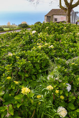 Fototapeta na wymiar Hortensia grows on the island of Sao Miguel everywhere