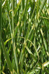 Miscanthus sinensis zebrinus