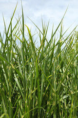 Fototapeta premium Miscanthus sinensis zebrinus