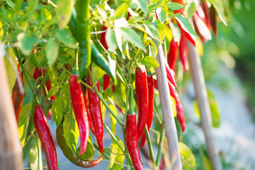 Red chili peppers on the tree in garden.