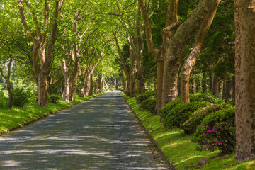 Platan alley at Lake Lagoa das Furnas on the Sao Miguel Island