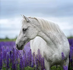 Fotobehang Portait of an Arabian horse among lupine flowers. © Osetrik