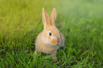 red rabbit is chewing the green grass. food for rabbits.