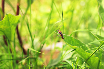 Soldier beetle or leatherwings in the grass