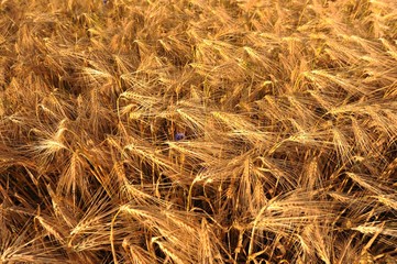 Getreide, reife Gerste