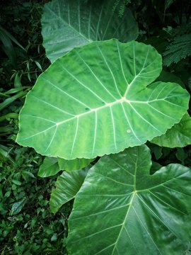 Water Hyacinth, green leaves background, Colocasia esculenta plant, tropical garden 