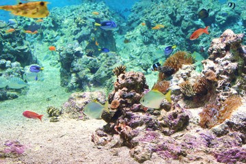 Naklejka na ściany i meble coral fish