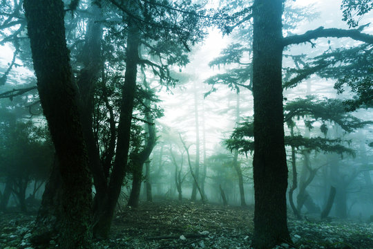Fototapeta Fog in the forest