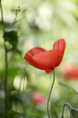 coquelicots