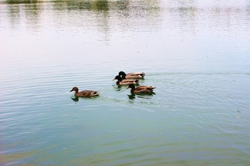 awesome duckes