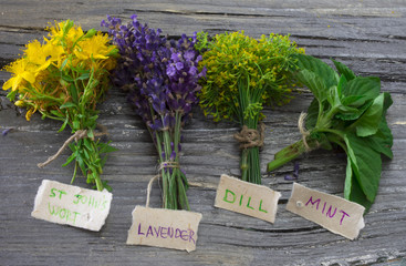dill, mint, lavender and St John's wort, herbs on the table