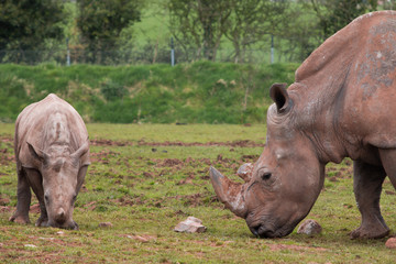 Mummy and Baby Rhino