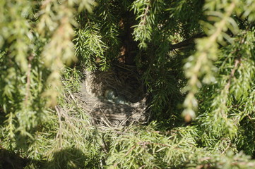 Гнездо дрозда на дереве