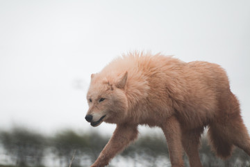 Obraz premium Pink Wolf