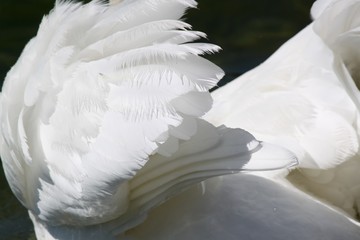 plumage
