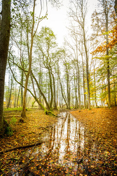 Beautiful misty autumn forest with vivid colors and water reflection, red and orange leafs on the ground.