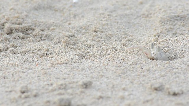ghost crab running from hole