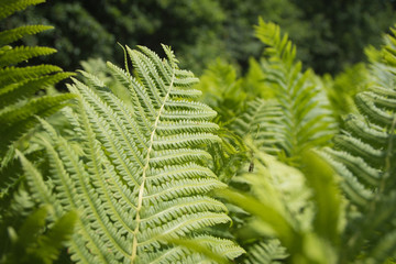 Beautyful ferns leaves green foliage natural floral fern background in sunlight