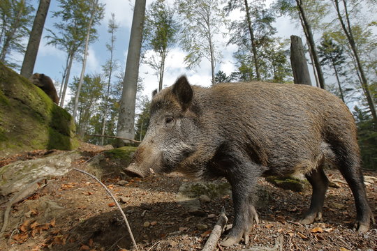 Cinghiale in primo piano 
