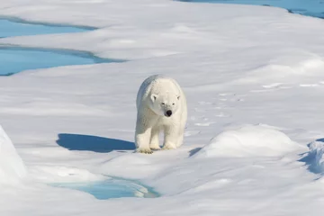 Crédence de cuisine en verre imprimé Ours polaire Polar bear on the pack ice