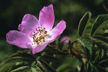 Obraz premium Dog-rose flower (Rosa canina)