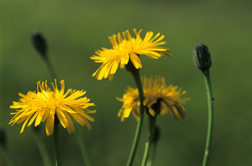 Rough Hawkbit (Leontodon hispidus) flowers
