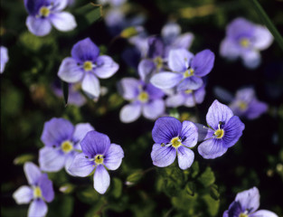 Common field-speedwell (Veronica persica)