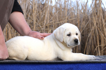 the little cute labrador puppy on a blue background
