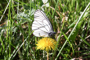 A white butterfly on a flower with a zlot - obrazy, fototapety, plakaty