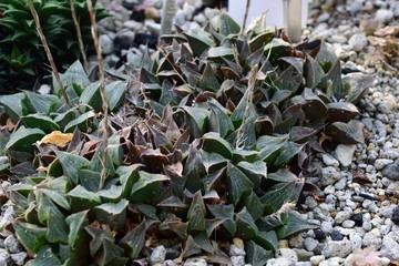 多肉植物 ハオルチア・アスペルラ