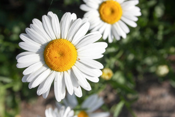 Fototapeta premium Chamomile. On a background