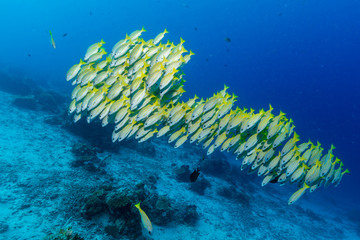 Fototapeta na wymiar Schwarm von Blaustreifen-Schnapper über Korallenriff