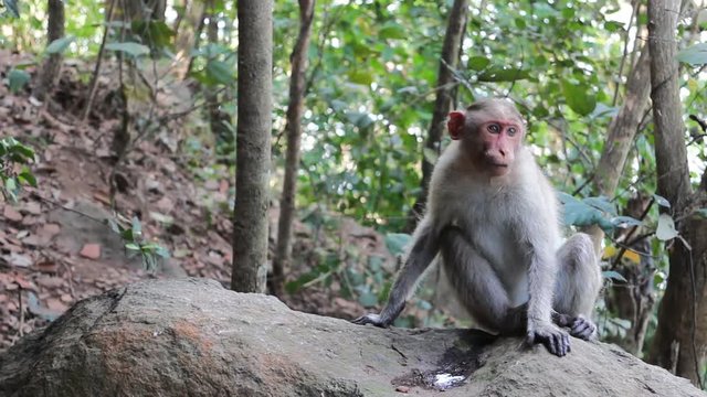 Vivid pictures of lives of Indian macaques: goes and sits on stones
