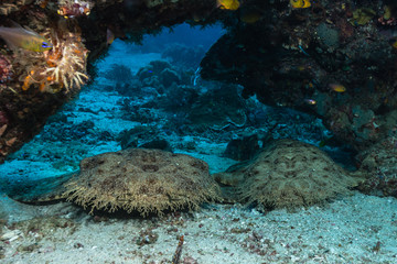 Schlafende Wobbegongs