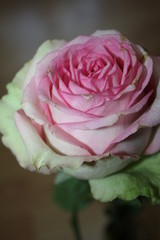 Pink and green rose