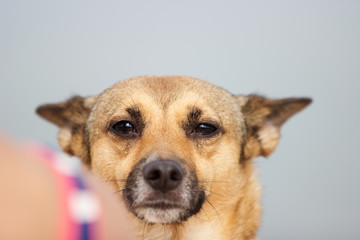 Portrait of a dog on the background of the sea