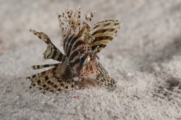 Lionfish